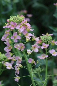 油菜花 