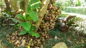 南方植物