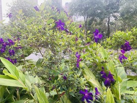花卉植物