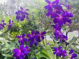紫花花卉