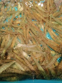 鲜虾