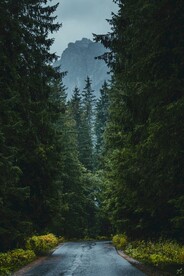 树林