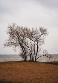 歪脖子树