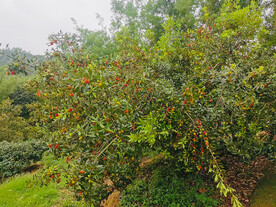 杨梅果树