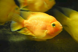 金鱼