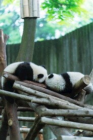 熊猫