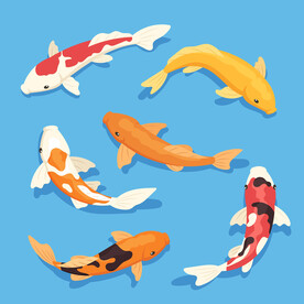 锦鲤插画