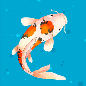 锦鲤插画