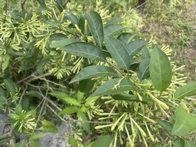 小花苞