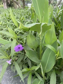 花卉与美人蕉