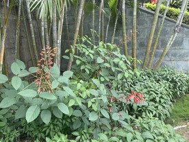 植物群