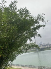 江边竹子