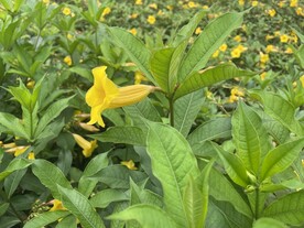 小野花