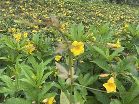 黄花丛