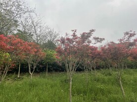 枫树