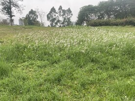 草丛