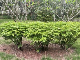 灌木丛