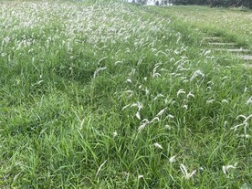 草地
