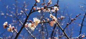 冬天里的梅花