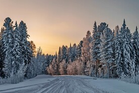 雪松