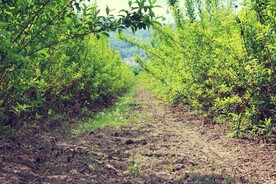 林间小路