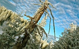  树上雪花