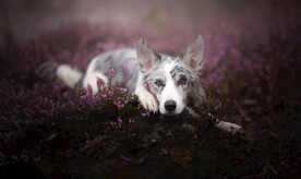 柯利犬