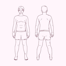 男性人体