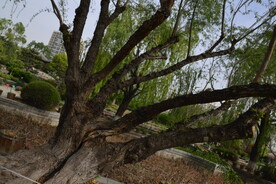 公园风景 