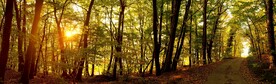 山林