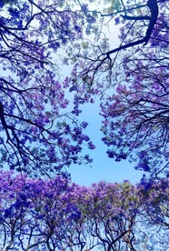 蓝花楹