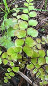 森林小植物