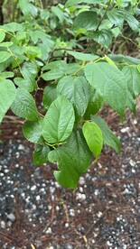 森林植物