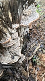 树桩白色菌 