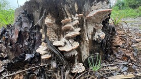 树桩白色菌 