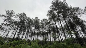 松树