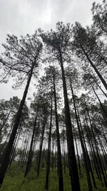 松树