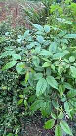 森林植物