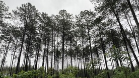 松树林