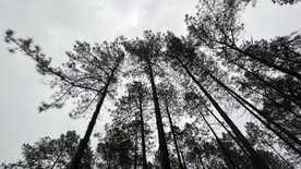 松树