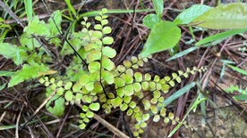 森林小植物