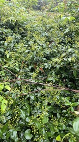 森林里的植物