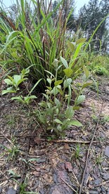林间植物