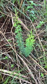 森林小植物