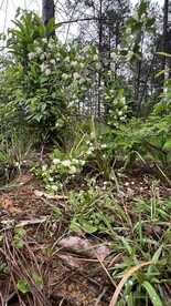 森林小白花