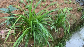 黄花菜