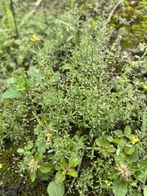 田野间植物