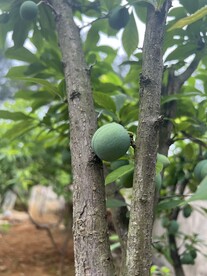 柰李树