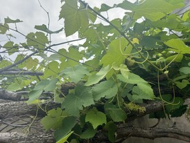 葡萄树