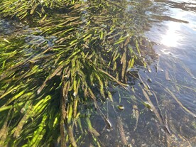 水草